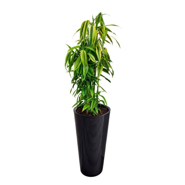 Lucky Bamboo en maceta Cono Lápiz Negro | 1mt