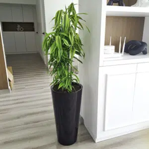 Alternative view of Lucky Bamboo en maceta Cono Lápiz Negro | 1mt