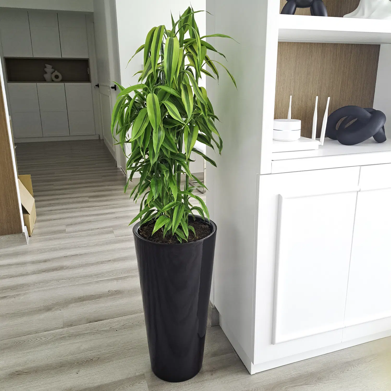 Lucky Bamboo en maceta Cono Lápiz Negro | 1mt - Imagen 2