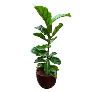 Ficus Lyrata en maceta huevo Marrón | 1.30mts