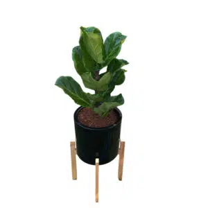 Alternative view of Ficus Lyrata en maceta Negra y pedestal de Madera | 1.10 mts