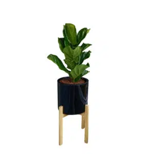Ficus Lyrata en maceta Negra y pedestal de Madera | 1.10 mts