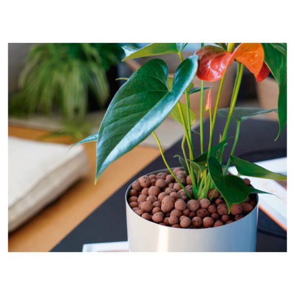 Lecca Euro Pebbles | 1 Kilo - Imagen 4