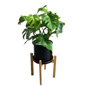 Monstera en maceta negra y pedestal de madera | 90cm.