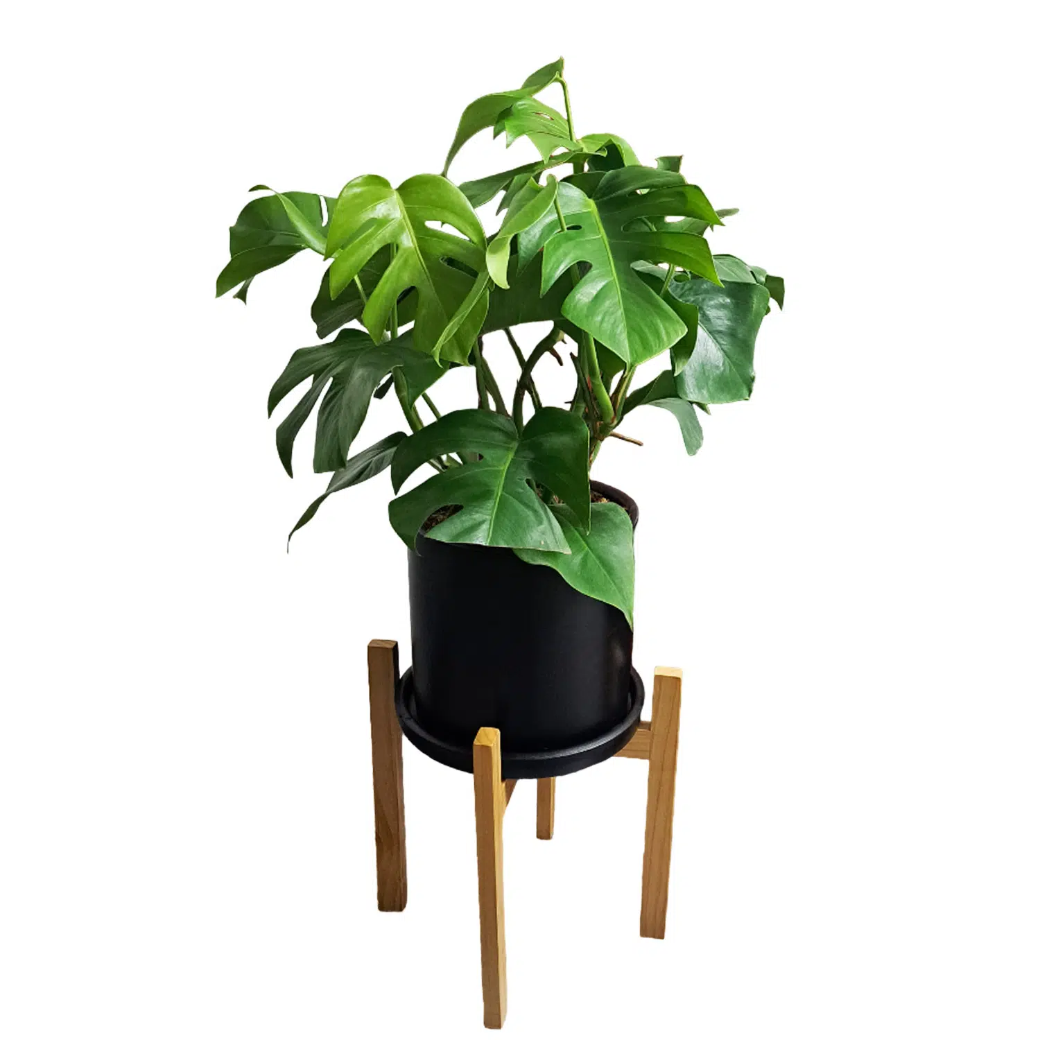 Monstera en maceta negra y pedestal de madera | 90cm.
