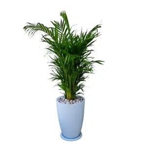 Palmera Hawaiana en maceta Malva Blanco | 1.50mts.
