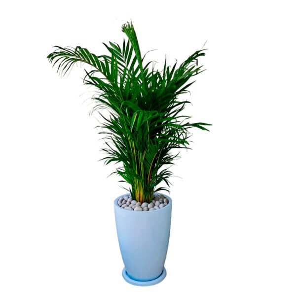 Palmera Hawaiana en maceta Malva Blanco | 1.50mts.