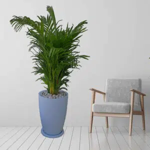 Alternative view of Palmera Hawaiana en maceta Malva Blanco | 1.50mts.