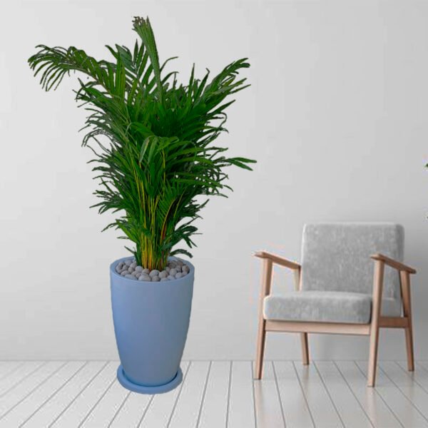 Palmera Hawaiana en maceta Malva Blanco | 1.50mts. - Imagen 2