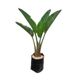Palmera Sterlizia Gigante en bolsa | 1.20mts