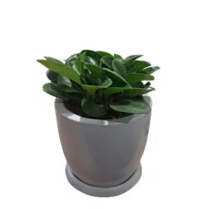 Peperomia en maceta Huevo de fibra | 25cm.