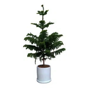 Pino Araucaria en maceta cilíndrica I 1.60 mt