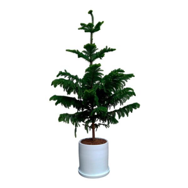 Pino Araucaria en maceta cilíndrica I 1.60 mt
