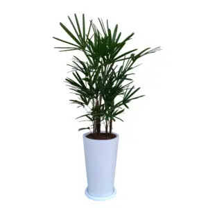 Palmera Raphis en maceta Cono Blanco | 1.60 mts