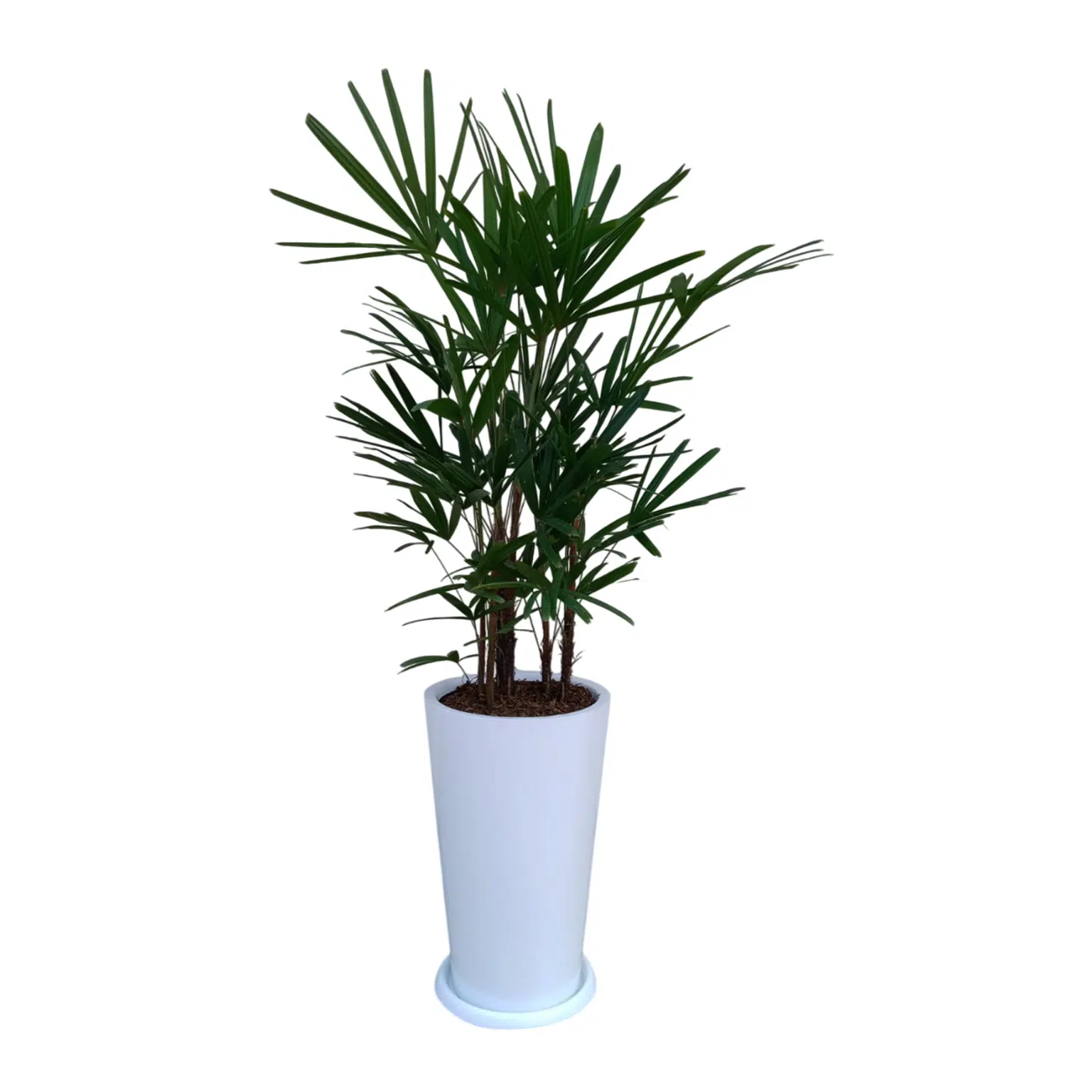 Palmera Raphis en maceta Cono Blanco | 1.60 mts