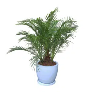 Palmera Rubelina en maceta Huevo Blanco | 1mt.