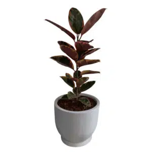Ficus Elastica Ruby en maceta Huevo Texturizado | 1mt.