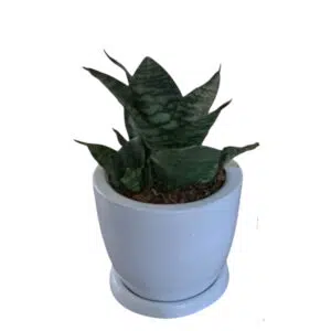 Sansevieria enana en maceta Huevo de fibra | 20 cm.