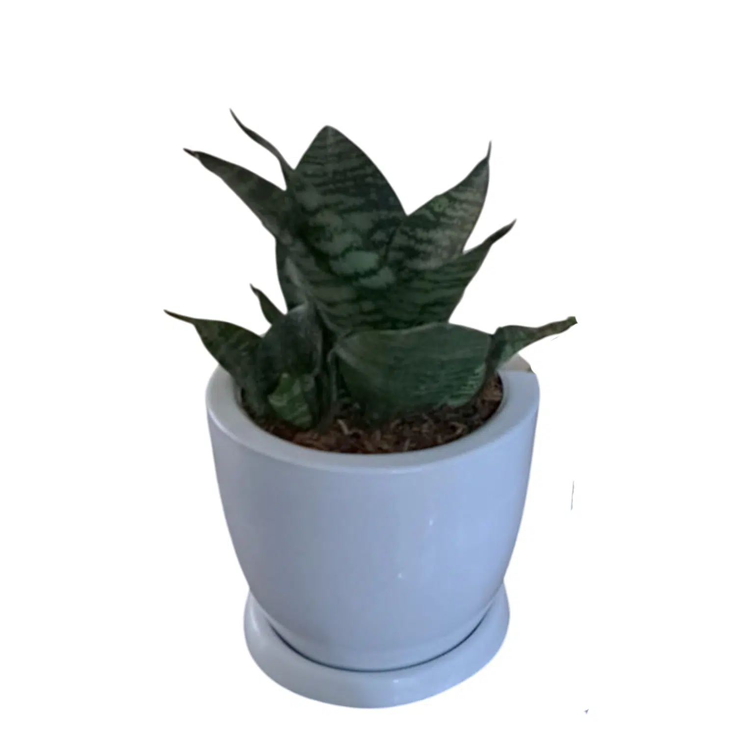 Sansevieria enana en maceta Huevo de fibra | 20 cm.