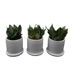 Set de 3 Sansevieria enana en maceta Cilindro | 20 cms.
