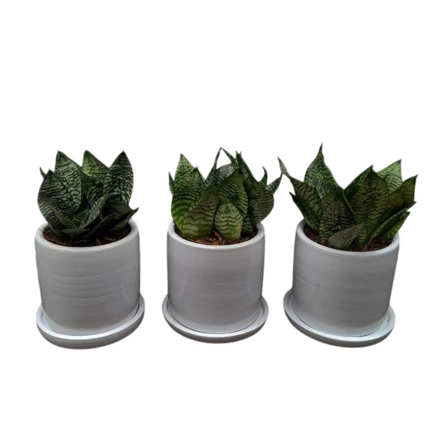 Set de 3 Sansevieria enana en maceta Cilindro | 20 cms.