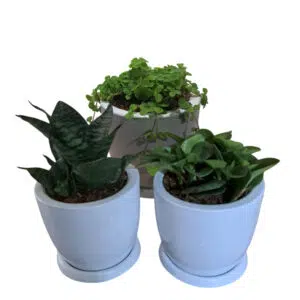 Set de 3 plantas pequeñas en maceta Huevo de fibra | 20cms