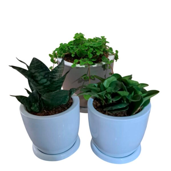 Set de 3 plantas pequeñas en maceta Huevo de fibra | 20cms