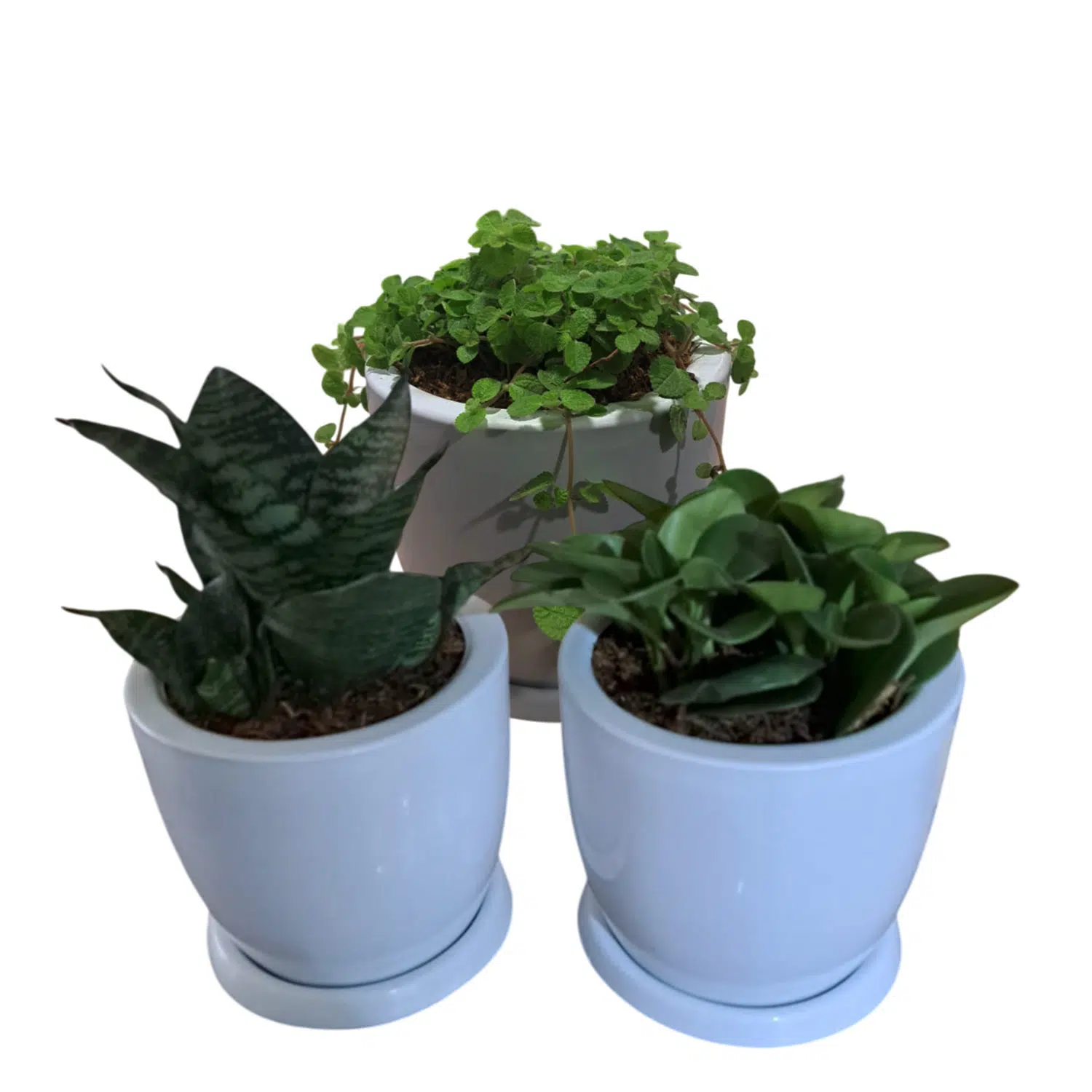 Set de 3 plantas pequeñas en maceta Huevo de fibra | 20cms