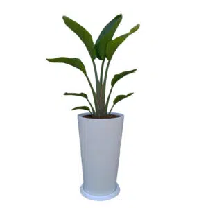 Alternative view of Palmera Sterlizia Gigante en maceta Cono blanco | 1.50mts