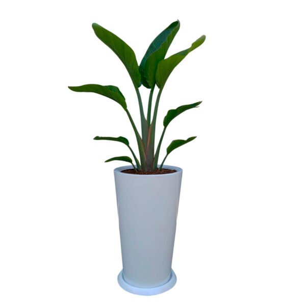 Palmera Sterlizia Gigante en maceta Cono blanco | 1.50mts - Imagen 2