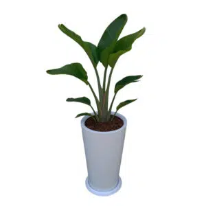 Palmera Sterlizia Gigante en maceta Cono blanco | 1.50mts