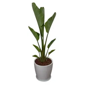 Palmera Sterlizia Gigante en maceta Huevo Blanco | 1.40 mts