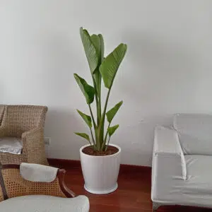 Alternative view of Palmera Sterlizia Gigante en maceta Huevo Blanco | 1.40 mts
