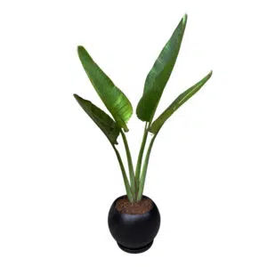 Palmera Viajera en maceta Esfera Negro | 1.30mts