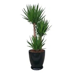 Yucca Elephantipes en maceta Huevo Negro | 1.50mts