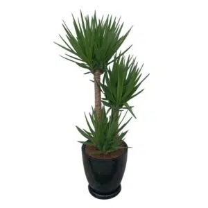 Alternative view of Yucca Elephantipes en maceta Huevo Negro | 1.50mts