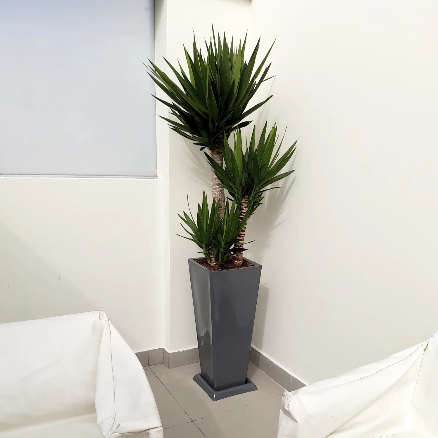 Yucca Elephantipes en maceta Pirámide Lápiz Gris | 1.60mts - Imagen 2
