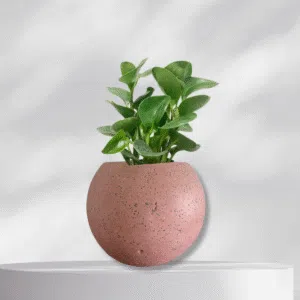 Maceta esfera de terrazo rosado + planta | 22 cm