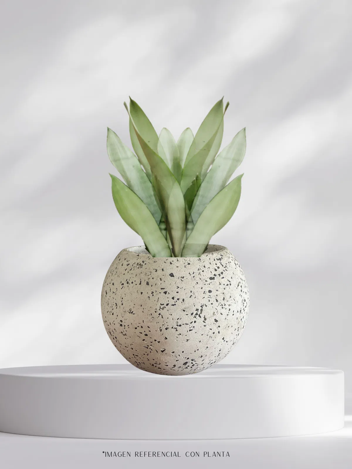 Maceta esfera de terrazo blanco + planta | 22 cm