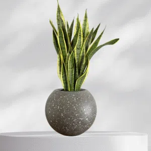 Maceta esfera de terrazo negro + planta | 22 cm