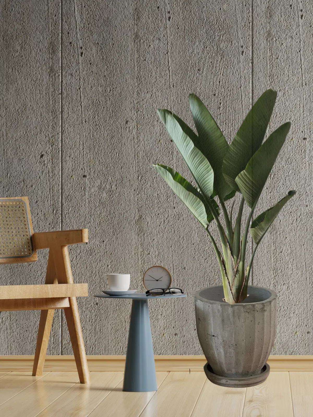 Maceta de concreto Calypso + Planta oreja de elefante | 90 cm - Imagen 6