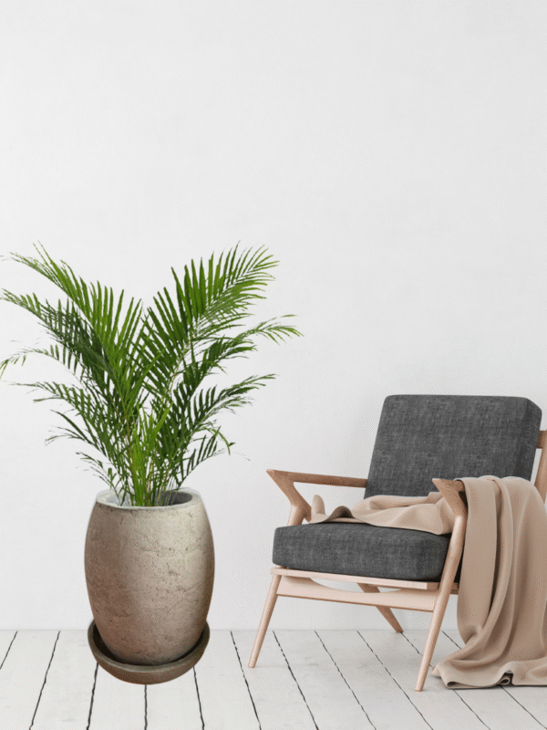 Maceta de concreto Atlanta + Planta Ficus lyrata | 1.20 m. - Imagen 5