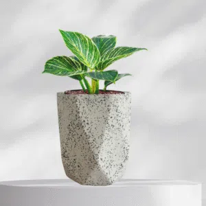 Maceta vaso geométrico de terrazo blanco + planta | 28 cm