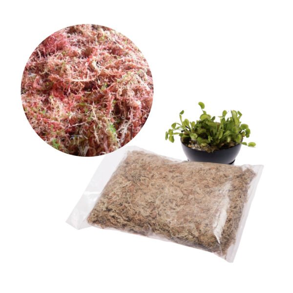 Musgo sphagnum | 3 Lts