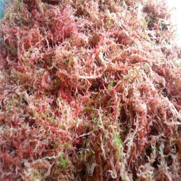 Musgo sphagnum | 3 Lts - Imagen 4
