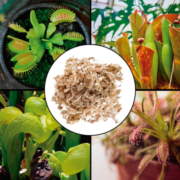 Musgo sphagnum | 3 Lts - Imagen 5