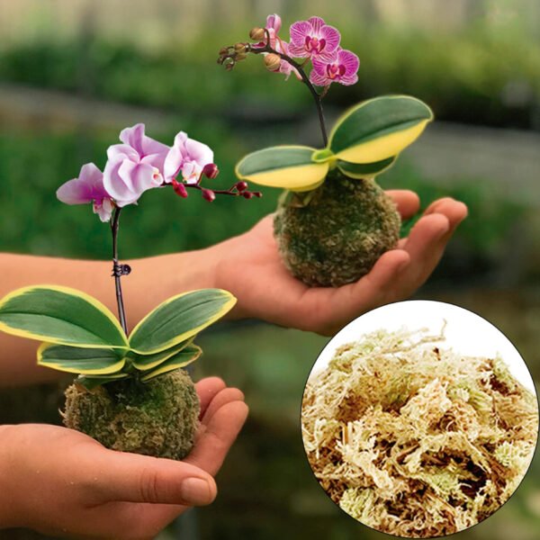 Musgo sphagnum | 3 Lts - Imagen 3