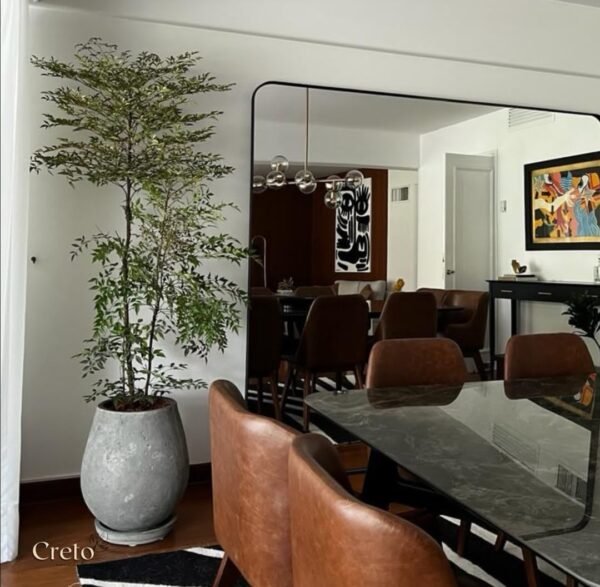 Maceta de concreto Gota + Planta Ficus lyrata | 2 m. - Imagen 5