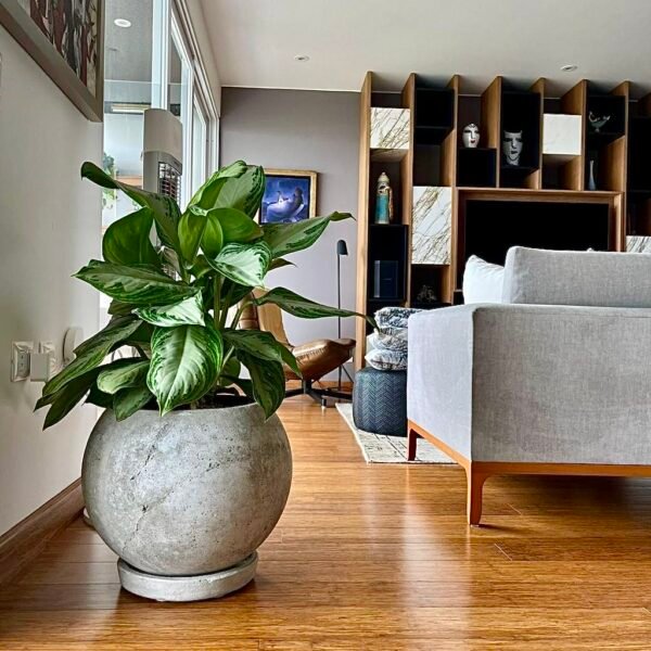 Maceta de concreto Esfera + Planta Aglaonema | 60 cm - Imagen 2