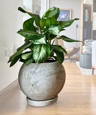 Maceta de concreto Esfera + Planta Aglaonema | 60 cm